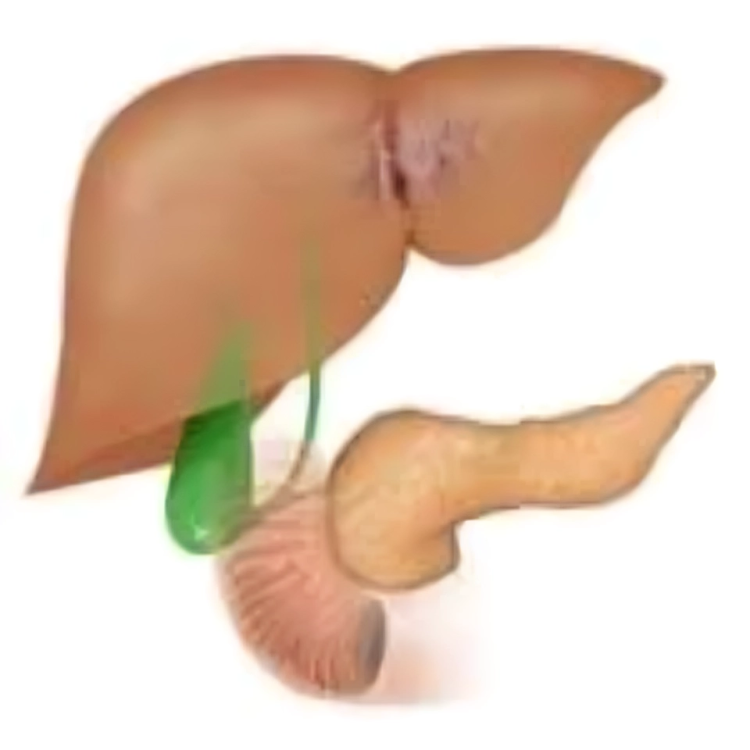 Understanding Hepatobiliary Cancer Causes Symptoms and Treatment Options.